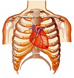 Struktur dan Fungsi Jantung | adhyra physio
